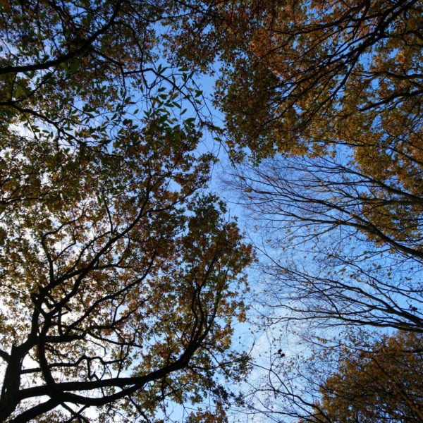 Pretty Tree Tops