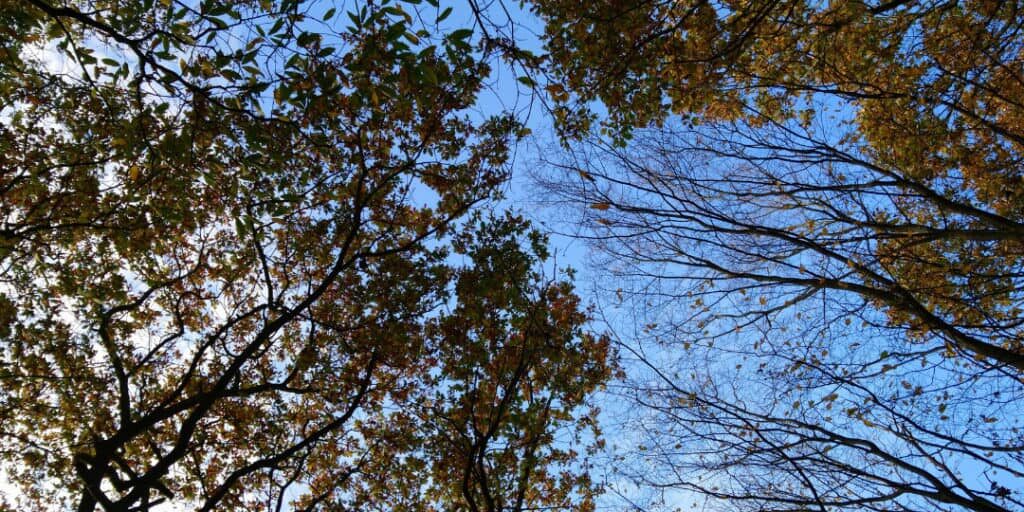 Pretty Tree Tops