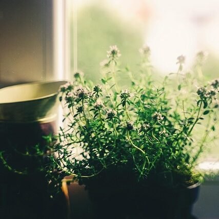 flower-4064358_640 flower-4064358_640